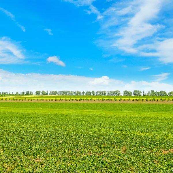 Picturesque green field and blue sky — Stock Photo, Image