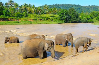 Nehirde yıkanan filler
