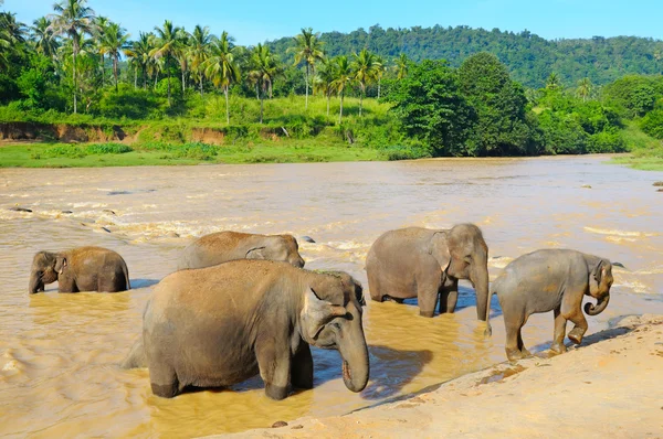 Elefantes tomando banho no rio — Fotografia de Stock