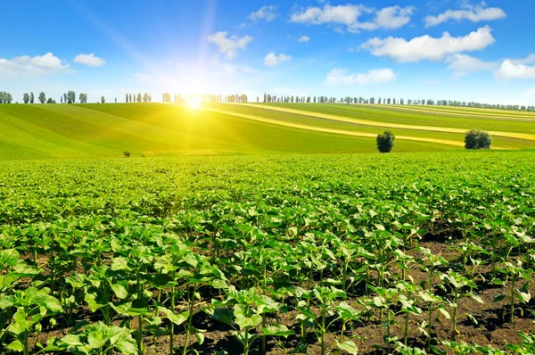 Fältet solrosfrön groddar och soluppgång — Stockfoto