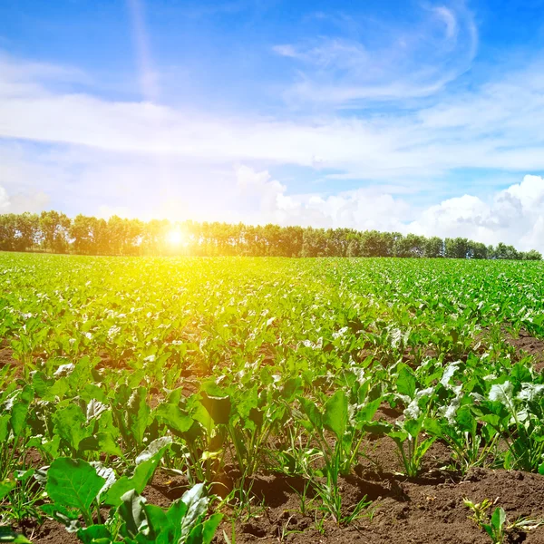Groene bieten veld en de blauwe hemel — Stockfoto