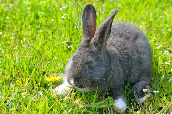緑の草の背景上にリトルウサギ — ストック写真