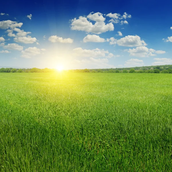 Champ de blé et lever de soleil dans le ciel bleu — Photo