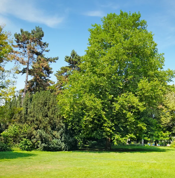 公園、緑の草原と青空 — ストック写真