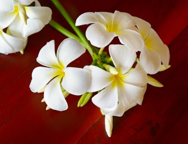 Manolya çiçek kahverengi zemin