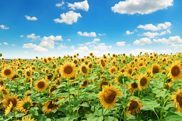 Zonnebloemenveld en blauwe lucht — Stockfoto