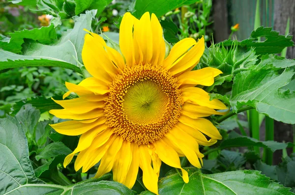 Solrosor på trädgård blomma säng — Stockfoto