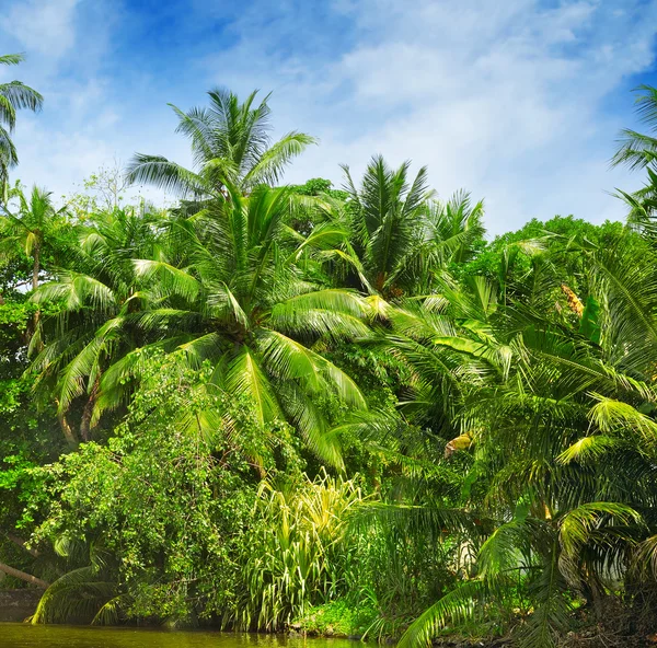 Nehir kıyısında tropikal palmiye orman