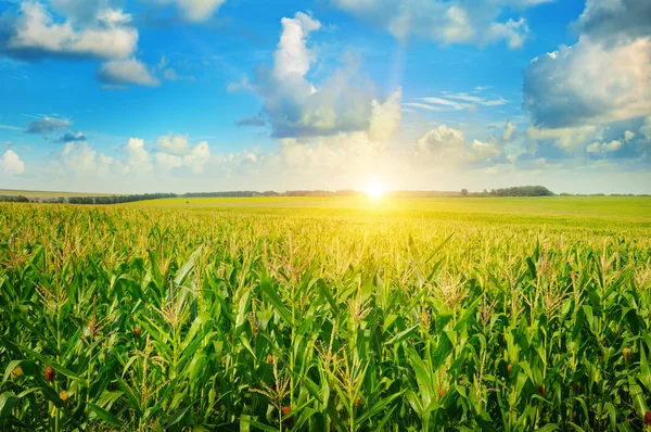 Nascer do sol sobre o campo de milho — Fotografia de Stock