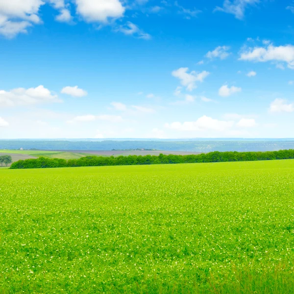 Zelené pole a modrá obloha se světlými mraky — Stock fotografie
