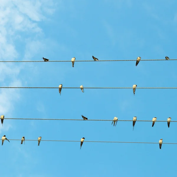 Flock of swallows on blue sky background — Stock Photo, Image