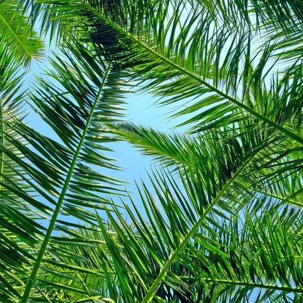 Fondo de hojas de palma y cielo azul — Foto de Stock