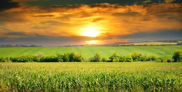 Campo de maíz y amanecer en el cielo azul —  Fotos de Stock