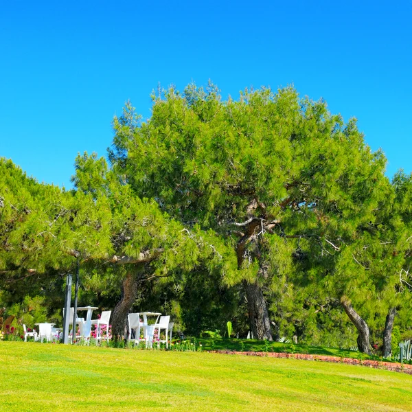 Parque, pradera verde y cielo azul — Foto de Stock