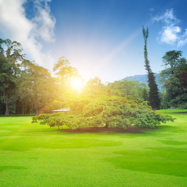 Sommerpark mit schönen grünen Rasenflächen — Stockfoto
