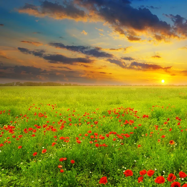 Feld mit Mohn und Sonnenaufgang — Stockfoto