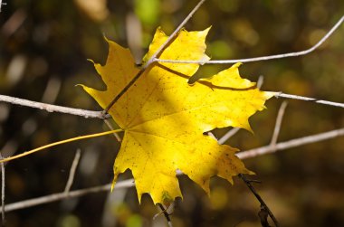 Sarı akçaağaç yaprağı üzerinde arka plan bulanık