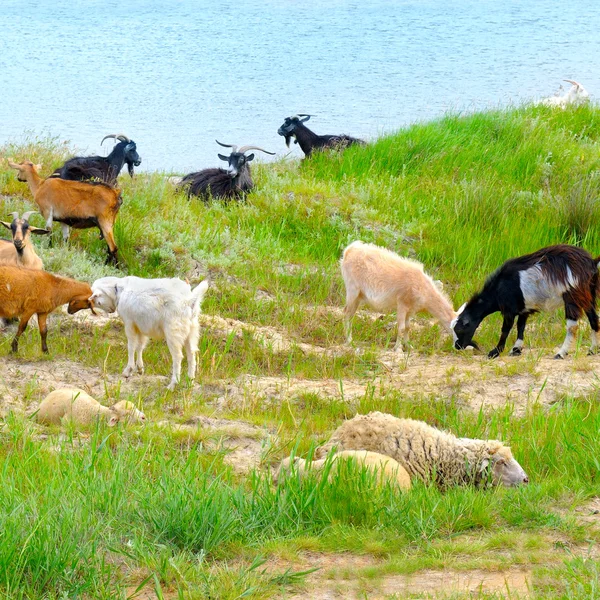 Domestic goats grazing on pasture — Stock Photo, Image