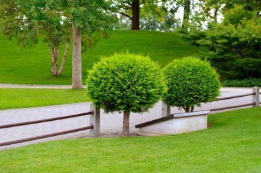 bir yaz parkta Evergreen boxtree