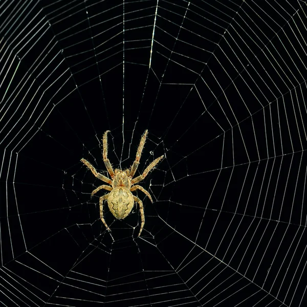 Ragno pericoloso sfondo web di notte — Foto Stock