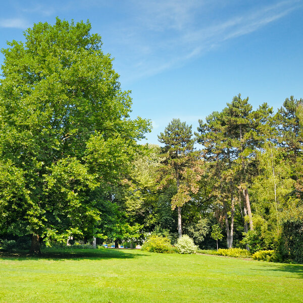 Park, green meadow and blue sky