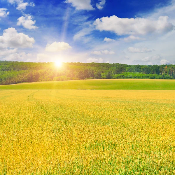 Campo de trigo e nascer do sol no céu azul — Fotografia de Stock