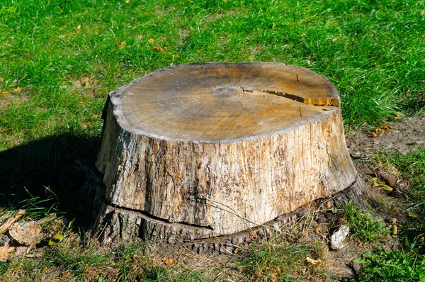 Velho toco de árvore no parque de verão Imagens De Bancos De Imagens Sem Royalties