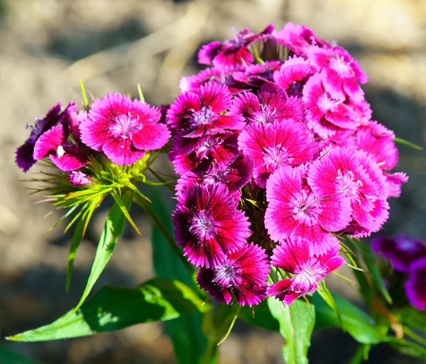 Kleurrijke carnation bloemen op onscherpe achtergrond — Stockfoto