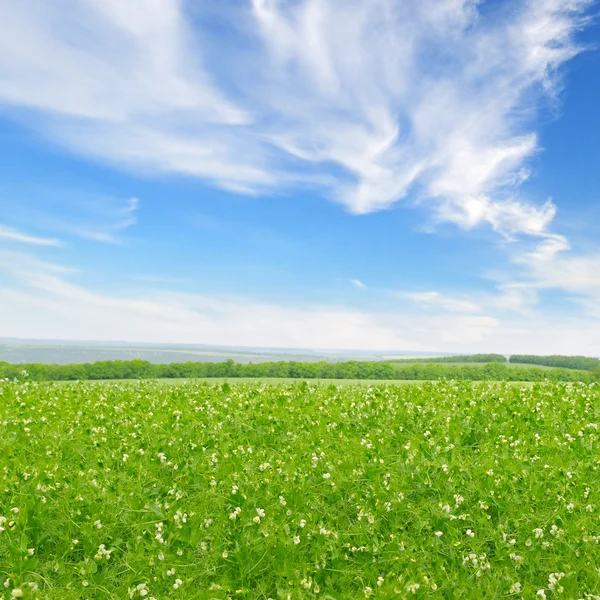 Grönt fält och blå himmel med ljusa moln — Stockfoto