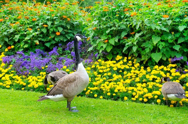 Geese in the background of a flower bed — Stock Photo, Image