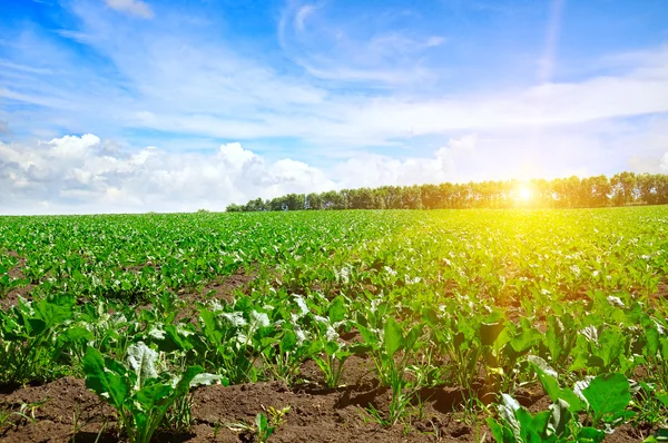 Sockerbetor som gröna fält och blå himmel — Stockfoto