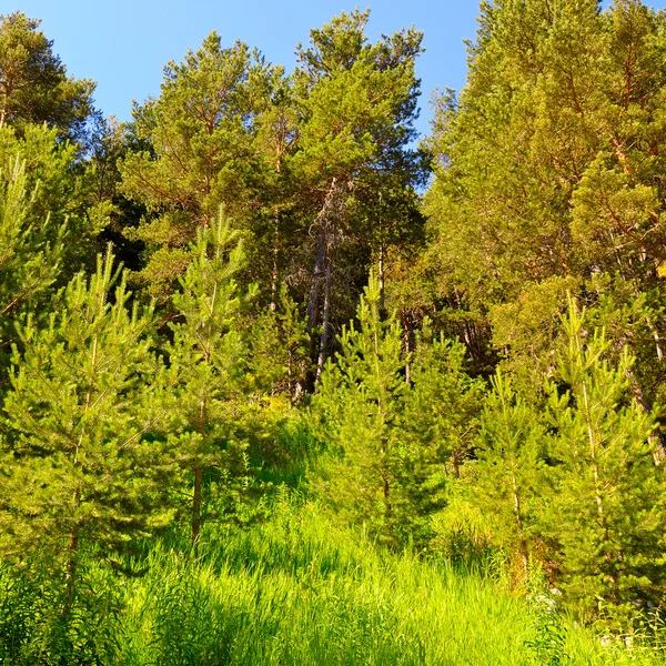 Bosco di abeti rossi sulla collina — Foto Stock