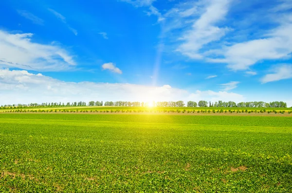 Fältet, soluppgång och blå himmel — Stockfoto