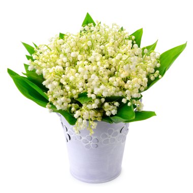 Vadinin zambakları beyaz arka planda izole.