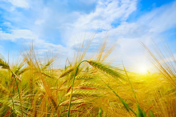 Vete fält och soluppgång i den blå himlen — Stockfoto