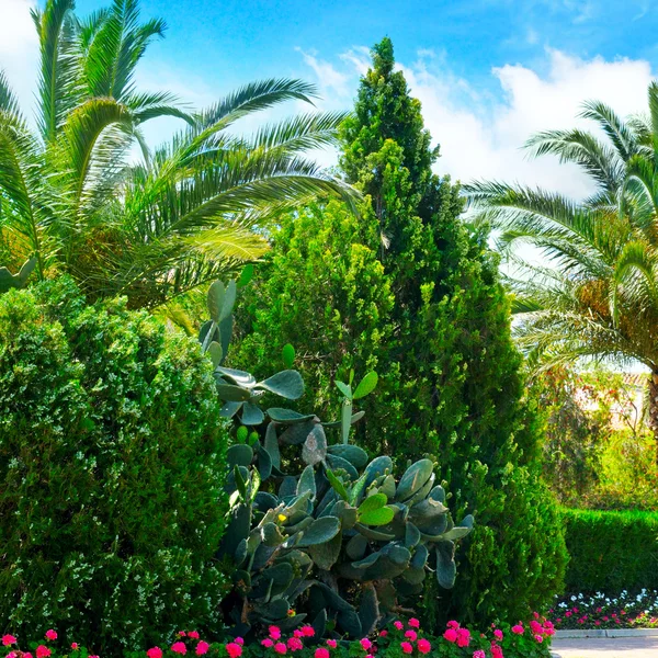 Beautiful park with palm trees and evergreen plants — Stock Photo, Image