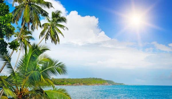 Palmeras de coco en la orilla del océano — Foto de Stock