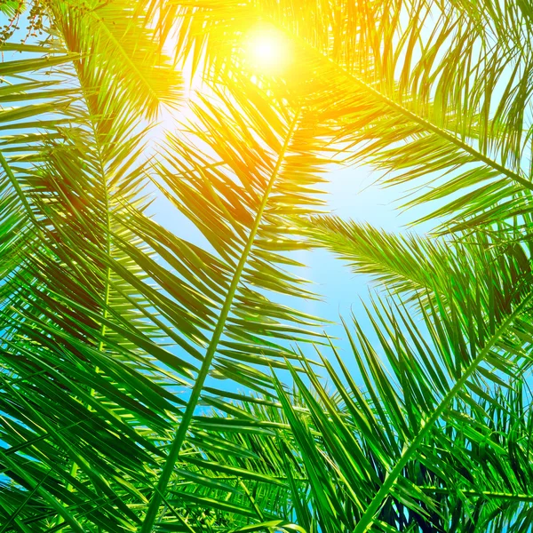 Sfondo di foglie di palma e cielo blu — Foto Stock