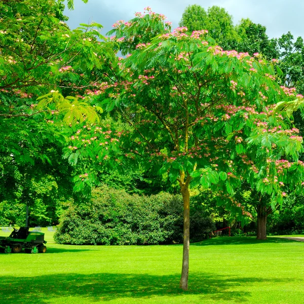 Park, yeşil çayır ve mavi gökyüzü — Stok fotoğraf