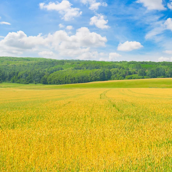 Field and blue sky with light clouds — Stock Photo, Image