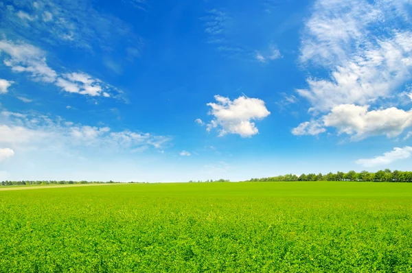 Champ vert et ciel bleu avec des nuages clairs — Photo