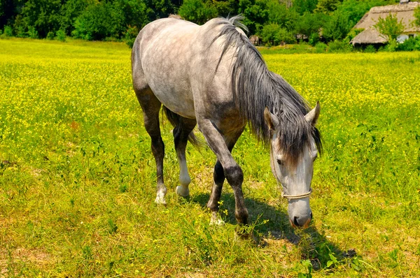 Old horse grazing in a meadow — Stock Photo, Image