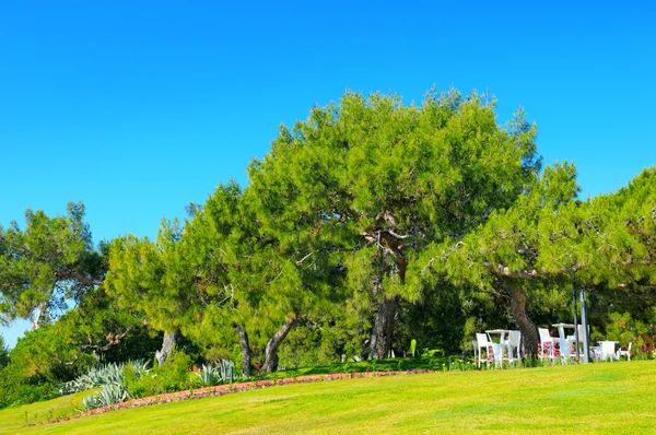 Parque, pradera verde y cielo azul — Foto de Stock