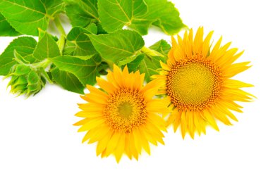 Beyaz arka plan üzerinde izole çiçek Ayçiçeği