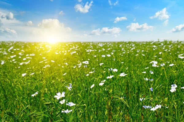 Поле з квітучим льоном і блакитним небом — стокове фото