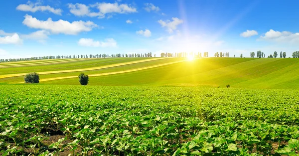 Fältet solrosfrön groddar och soluppgång — Stockfoto