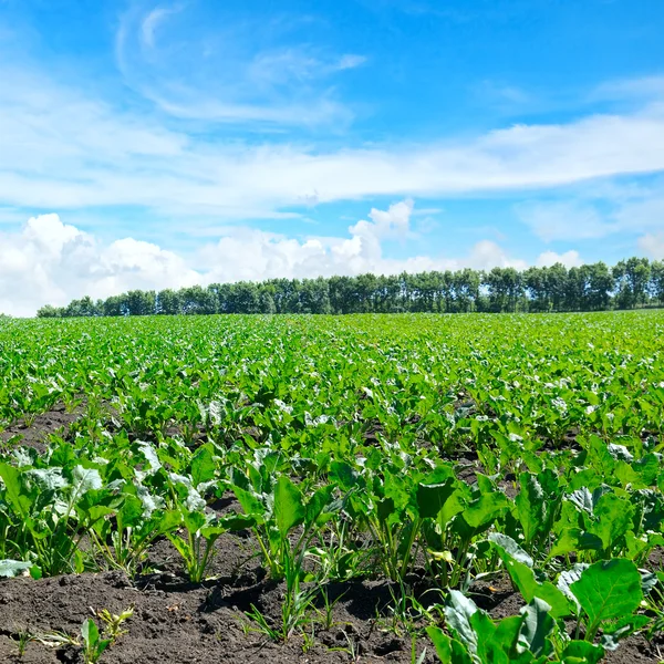 Grüne Rübenfelder und blauer Himmel — Stockfoto