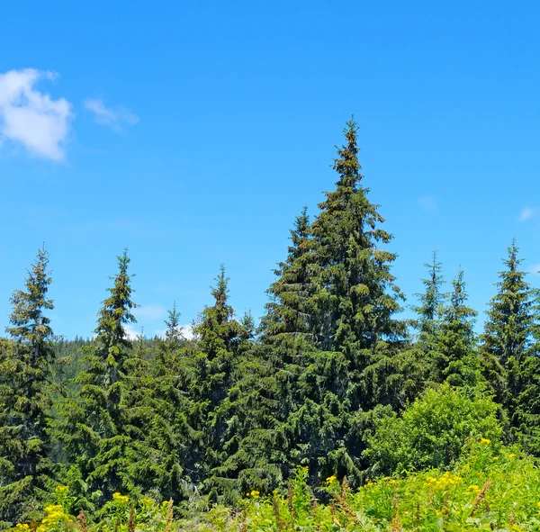 Spruce forest on the hillside — Stock Photo, Image