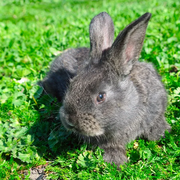 Маленький кролик на зеленом фоне травы — стоковое фото