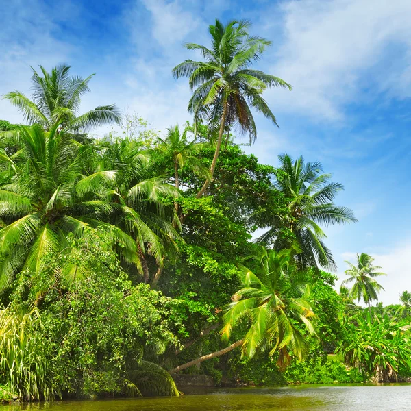 Тропічні пальмові ліси на березі річки — стокове фото